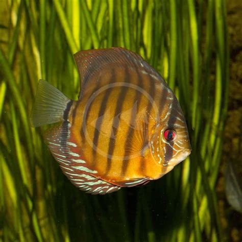 Discus